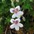 Erodium petraeum ssp. crispum 'Stephanie'