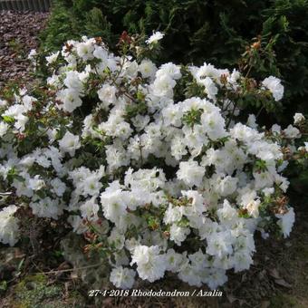 Rhododendron/Azalea