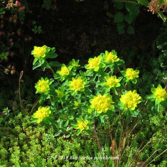 Euphorbia polychroma