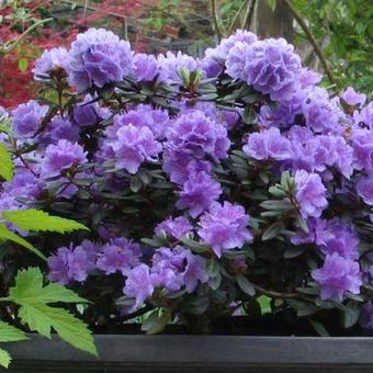 Rhododendron 'Ramapo'