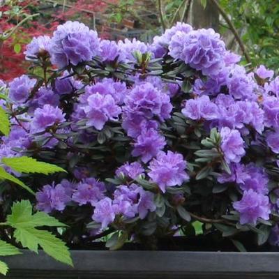 Rhododendron 'Ramapo' - Rhododendron 'Ramapo'