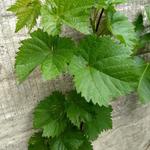 Vitis vinifera 'Kishmish Luchistyi' - 