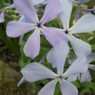 Phlox divaricata 'Clouds of Perfume'  - Phlox divaricata 'Clouds of Perfume' 