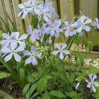 Phlox divaricata 'Clouds of Perfume'