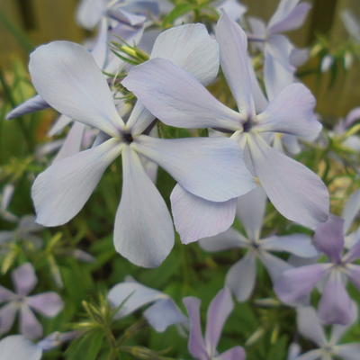 Phlox divaricata 'Clouds of Perfume'  - Phlox divaricata 'Clouds of Perfume' 