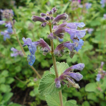 Nepeta x faassenii