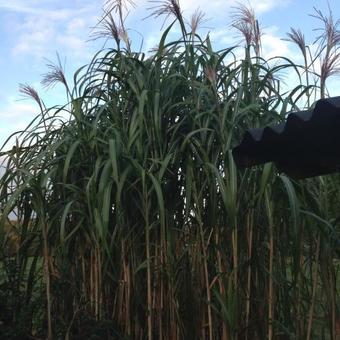 Miscanthus x giganteus