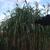 Miscanthus x giganteus