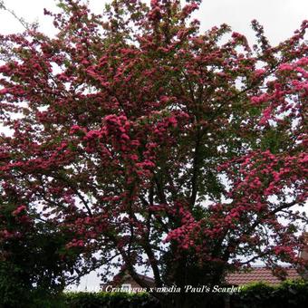 Crataegus x media 'Paul's Scarlet'