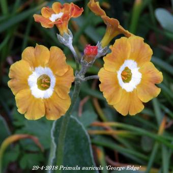 Primula auricula 'George Edge'