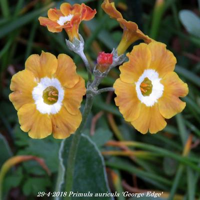 Primula auricula 'George Edge' - 