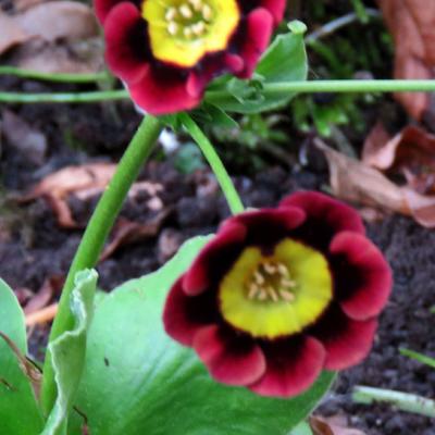 Primula auricula 'Dusky Maiden' - 