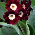 Primula auricula 'Argus' - 