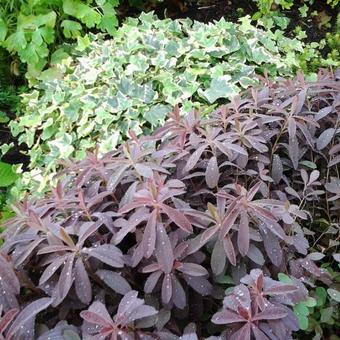 Euphorbia dulcis 'Chameleon'