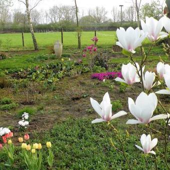 Magnolia stellata