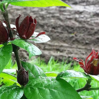 Calycanthus floridus - ARBRE POMPADOUR, ARBRE AUX ANÉMONES