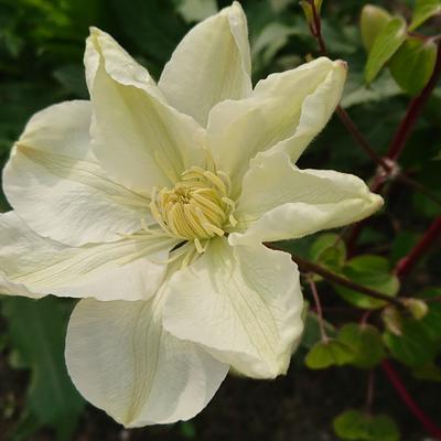 Clematis 'Wada's Primrose' - 