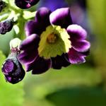 Primula x pubescens - 