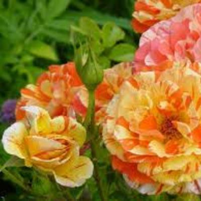 Rosa 'Oranges 'n' Lemons' - 