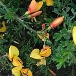 Cytisus x boskoopii 'Apricot Gem' - 