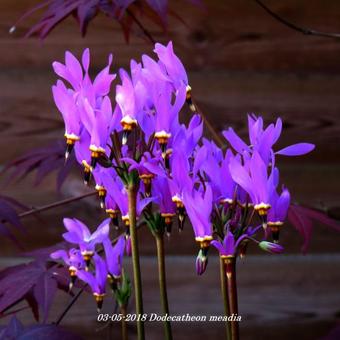 Dodecatheon meadia