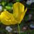 Meconopsis cambrica