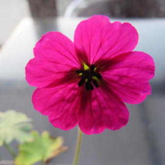 Geranium cinereum 'Jolly Jewel Red'