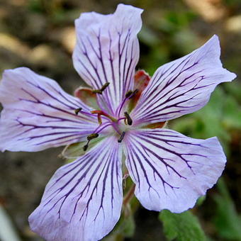 Geranium renardii 'Tcschelda'