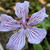 Geranium renardii 'Tcschelda'