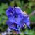 Polemonium yezoense var. hidakanum 'Bressingham Purple'