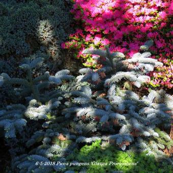 Picea pungens 'Glauca Procumbens'