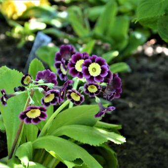 Primula x pubescens