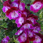 Pelargonium 'Tip Top Duet' - 