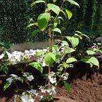 Viburnum plicatum 'Kilimandjaro Sunrise' - 