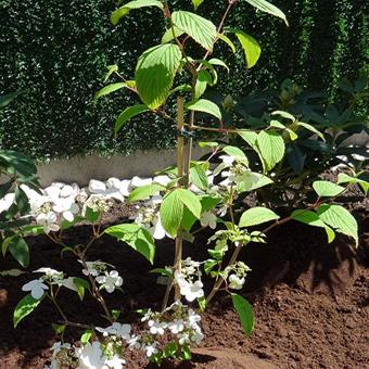 Viburnum plicatum 'Kilimandjaro Sunrise'