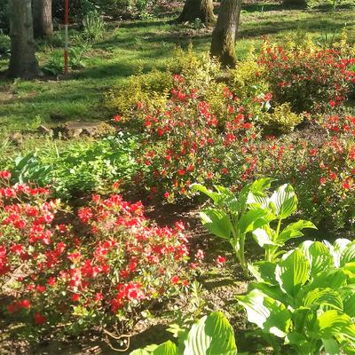 Rhododendron 'Stewartstonian' - 