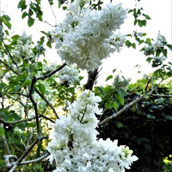 Syringa vulgaris 'Mme Florent Stepman'