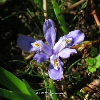 Iris cristata