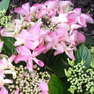 Hydrangea macrophylla 'Beijing' - 