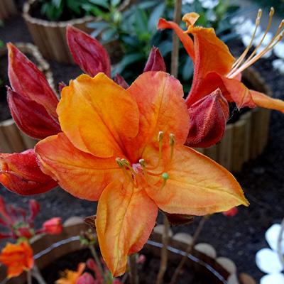 Rhododendron 'Knaphill'