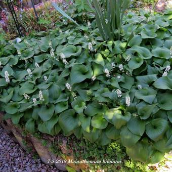 Maianthemum bifolium