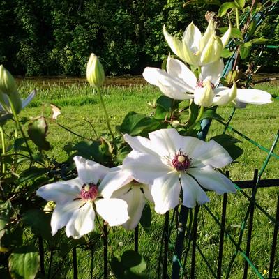 Clematis 'Miss Bateman' - Clematis 'Miss Bateman'