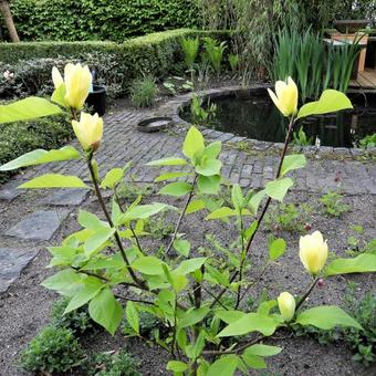 Magnolia denudata 'Yellow River'