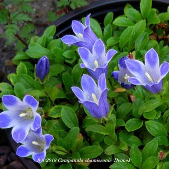 Campanula chamissonis 'Dvonek'