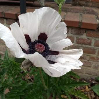 Papaver orientale 'Royal Wedding'