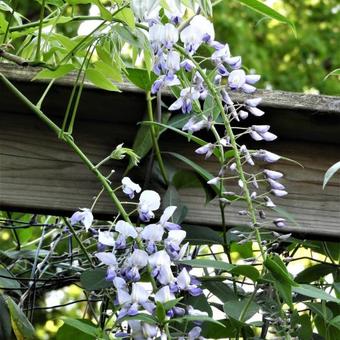 Wisteria floribunda 'Eranthema'