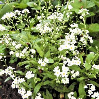 Myosotis palustris  'Alba'