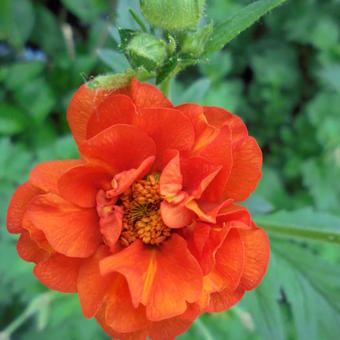 Geum chiloense 'Mrs Bradshaw'