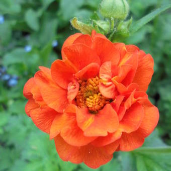 Geum chiloense 'Mrs Bradshaw'