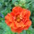 Geum chiloense 'Mrs Bradshaw'